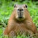 A capybara looking straight ahead